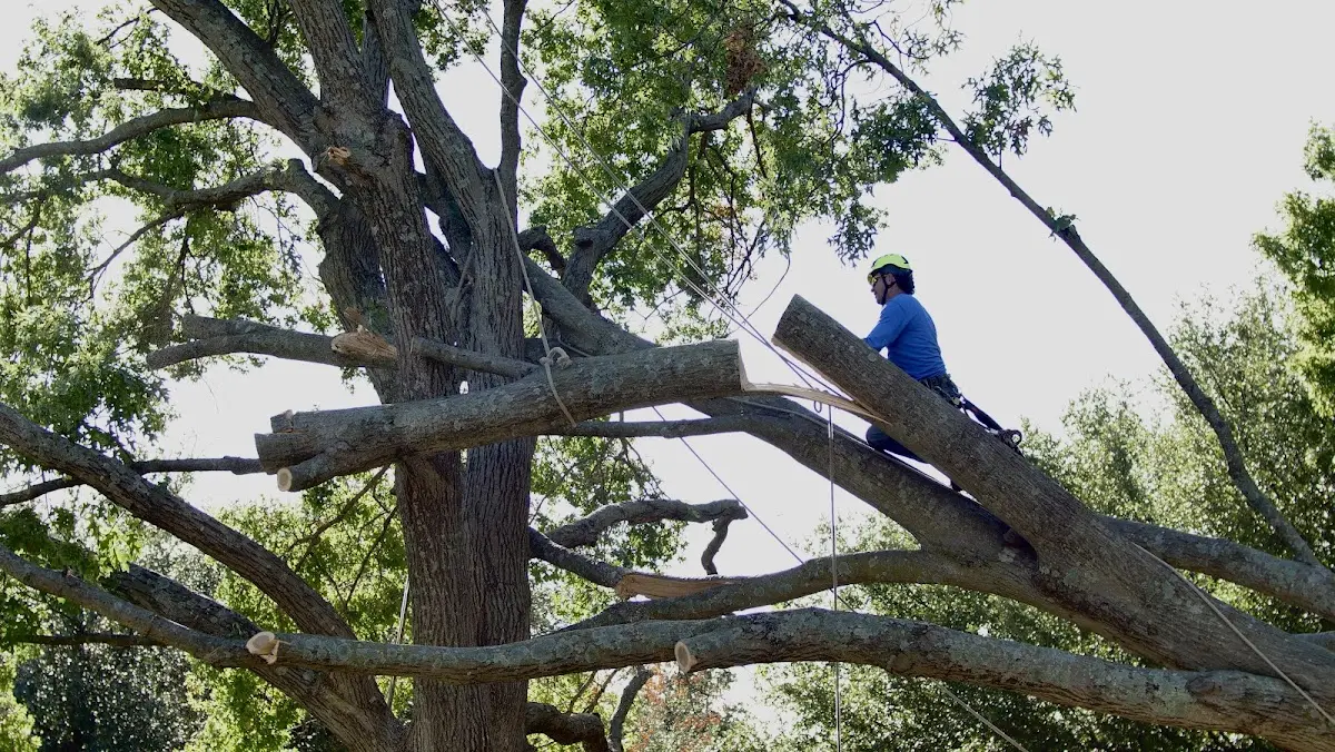 Professional Crown Thinning performed by certified arborists in Snover