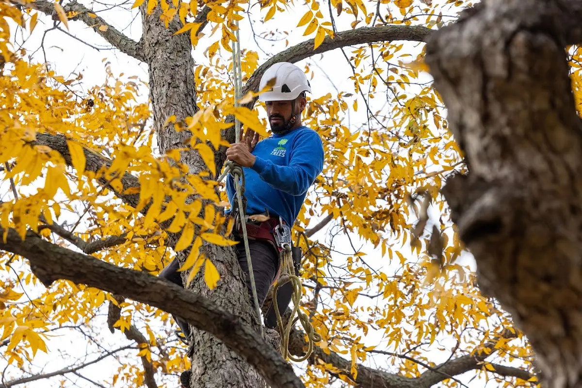 Skilled Tree Transplanting crew working in Snover